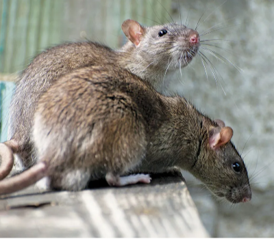 Rattenplaag bestrijden